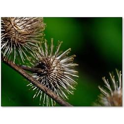 Trademark Fine Art "Prickly" Lois Bryan Photographic Print on Wrapped Wall Decor