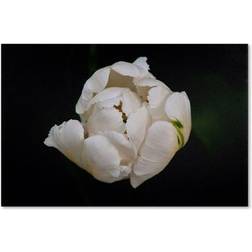 Trademark Fine Art Shaffer "White Tulip" Gallery-Wrapped Wall Decor