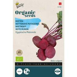 Organic rødbede Turnip Egyptian økologiske frø