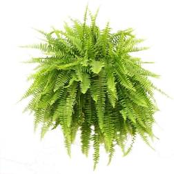 Costa Farms Boston Fern, Nephrolepis exaltata, Live Plant, 2-Feet Fresh From