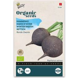 Buzzy Organic ræddike Black Spanish Grøntsagsfrø