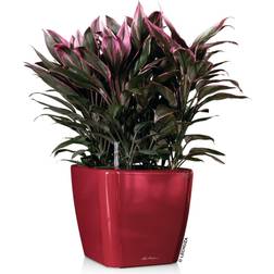 Lechuza Pot De Fleurs d'Interieur – Premium Quadro Ls Réserve d'Eau Intégrée – Coloris Rouge Scarlet – 35 x 35 x 33 cm