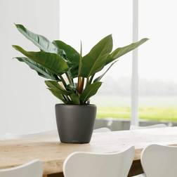 Lechuza plantekrukke CLASSICO LS 21 ALL-IN-ONE Krukke