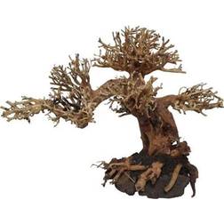 Tree roots Peaceful Bonsai