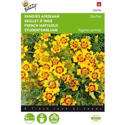 Buzzy fransk tagetes Marigold Starfire