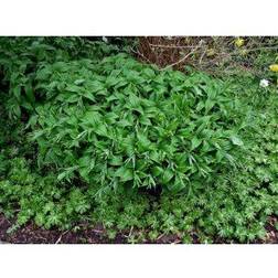 Duskkonval Smilacina racemosa Blomsterfrø