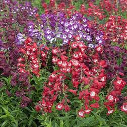 Very YouGarden Perennial Hardy Penstemon Collection Jumbo Plug Plants