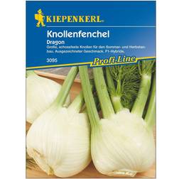 Kiepenkerl Knollenfenchel Dragon F1 ca.