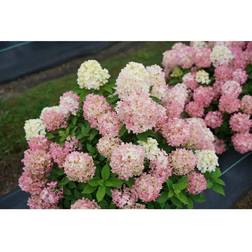 Proven Winners 1 Gallon Quick Fire Fab Panicle Hydrangea Paniculata Live