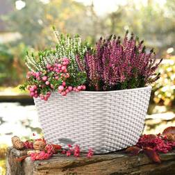 Lechuza white Planter BACINO Cottage ALL-IN-ONE Flower Pot Planter ∅30cm