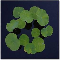 Trademark Fine Art KS0175-C2424GG "Giant Lily Pad Abstract" Shaffer Framed Art