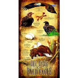 Sunsout Life Cycle of The Bald Eagle XXL 500 Pieces