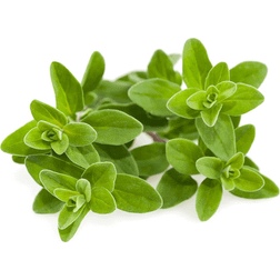 Click and Grow & Smart Garden refill Marjoram Plantesæt