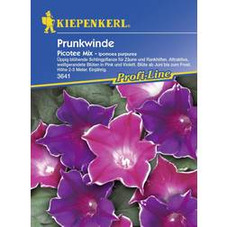 Kiepenkerl Prunk. Trichterwinde Picotee Ipomoea tricolor, Inhalt: ca.