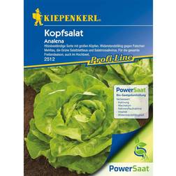 Kiepenkerl Kopfsalat Analena PowerSaat