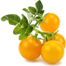 Click and Grow & Yellow Tomato 3-pack (Copy)