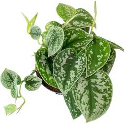 Wekiva Foliage LLC Satin Pothos Live Plant