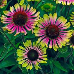 Freemans Yougarden Echinacea Twister 3 Plants Pots