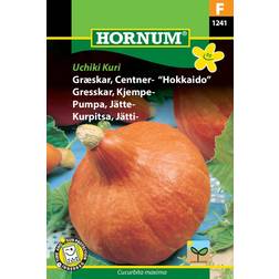 Hornum Græskar Frø, Uchiki Kari Hokkaido Grøntsagsfrø