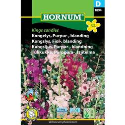 Hornum Kongelys, Purpur-, blanding, Kings C Blomsterfrø