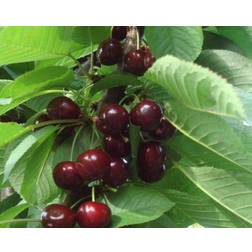 Kirsebærtræ Van 4-8 grene Prunus Plantekasse