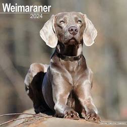 Avonside Weimaraner Calendar 2024