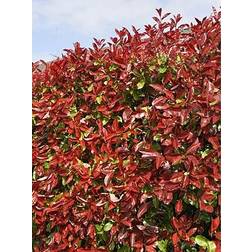 GardenersDream Photinia fraseri Red Robin - Christmas Berry Hedging Plant 9cm Qty