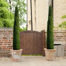 You Garden Pair of Italian Cypress Trees 14cm Pot