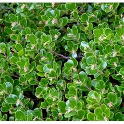 Arctostaphylos uva-ursi ''Vancouver Jade' Melbærris Prydbusk