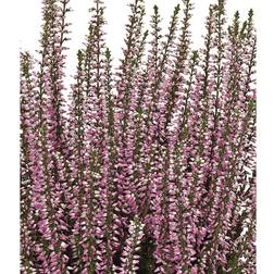 Calluna vulgaris 'Freya' efterårslyng Blomsterfrø