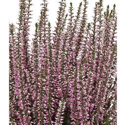 Calluna vulgaris 'Freya' efterårslyng