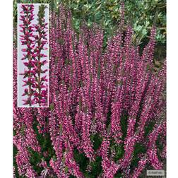 Calluna vulgaris Aphrodite Efterårslyng Blomsterfrø