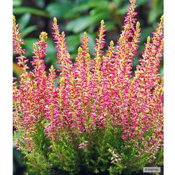 Calluna vulgaris 'Golden Angie' Efterårslyng