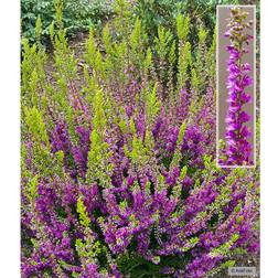 Calluna vulgaris 'Con Brio'