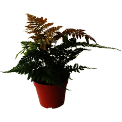 Dryopteris erythrosora Rødslørmangeløv