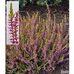 Calluna vulgaris 'Bonita' Efterårslyng