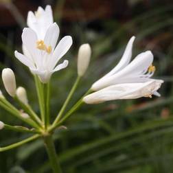 GardenersDream Agapanthus Mi Casa Large