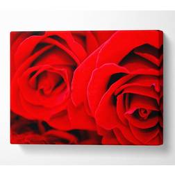 B&Q Rose Close-Up Twins Canvas Print Art Medium 20 Wall Decor