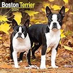Avonside Boston Terrier Calendar 2026 Square Dog Breed Wall Calendar 16 Month