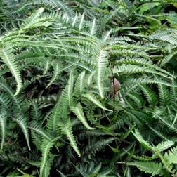 Nipponfjerbregne 'Pewter Lace'