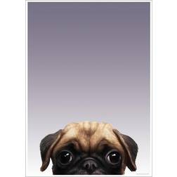 Inquisitive Creatures Pug Poster