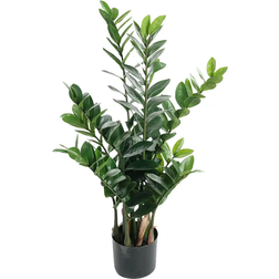 Mr Plant Zamifolia