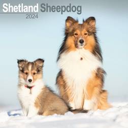 Avonside Shetland Sheepdog Calendar 2024 Square Dog Breed Calendar