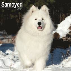 Avonside Samoyed Calendar 2024