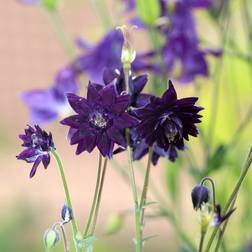 Akeleje Black Barlow Aquilegia vulgaris