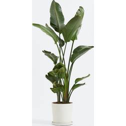 Plant in a Box Strelitzia Nicolai Green Konstgjord växt