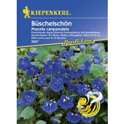 Kiepenkerl Büschelschön