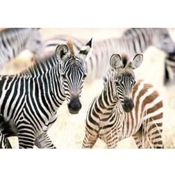 Castorland Puzzles 1000 elements Young Zebras