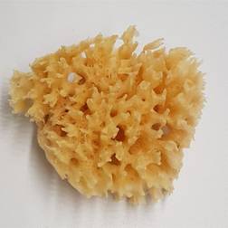 Natursvamp Honey Comb - 8-9 Cm