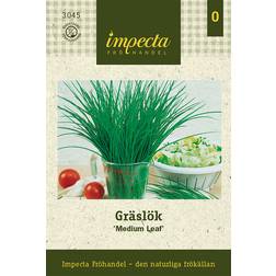 Impecta Gräslök 'Medium Leaf'